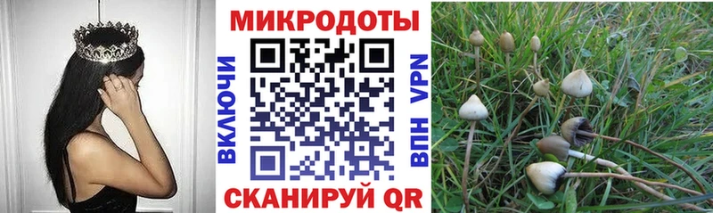 как найти закладки  Отрадная  Псилоцибиновые грибы Psilocybe 